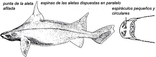 Oxynotus paradoxus_03.jpg